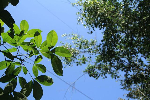 橡胶树,叶子特点都是三片叶又名三叶树.