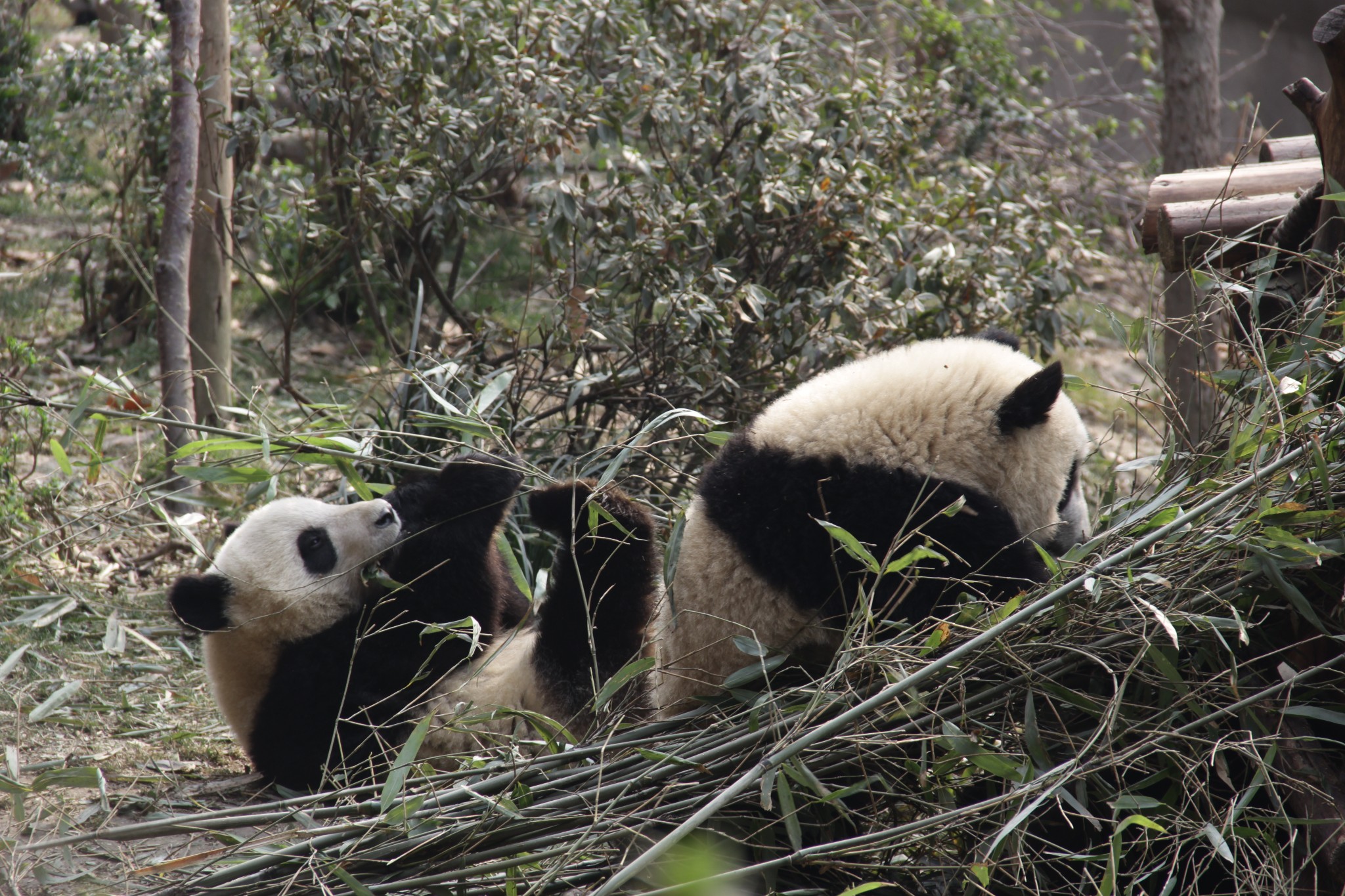 重庆到成都——山雾缭绕的魔都到天府之国的蜀都图片566,重庆旅游景点