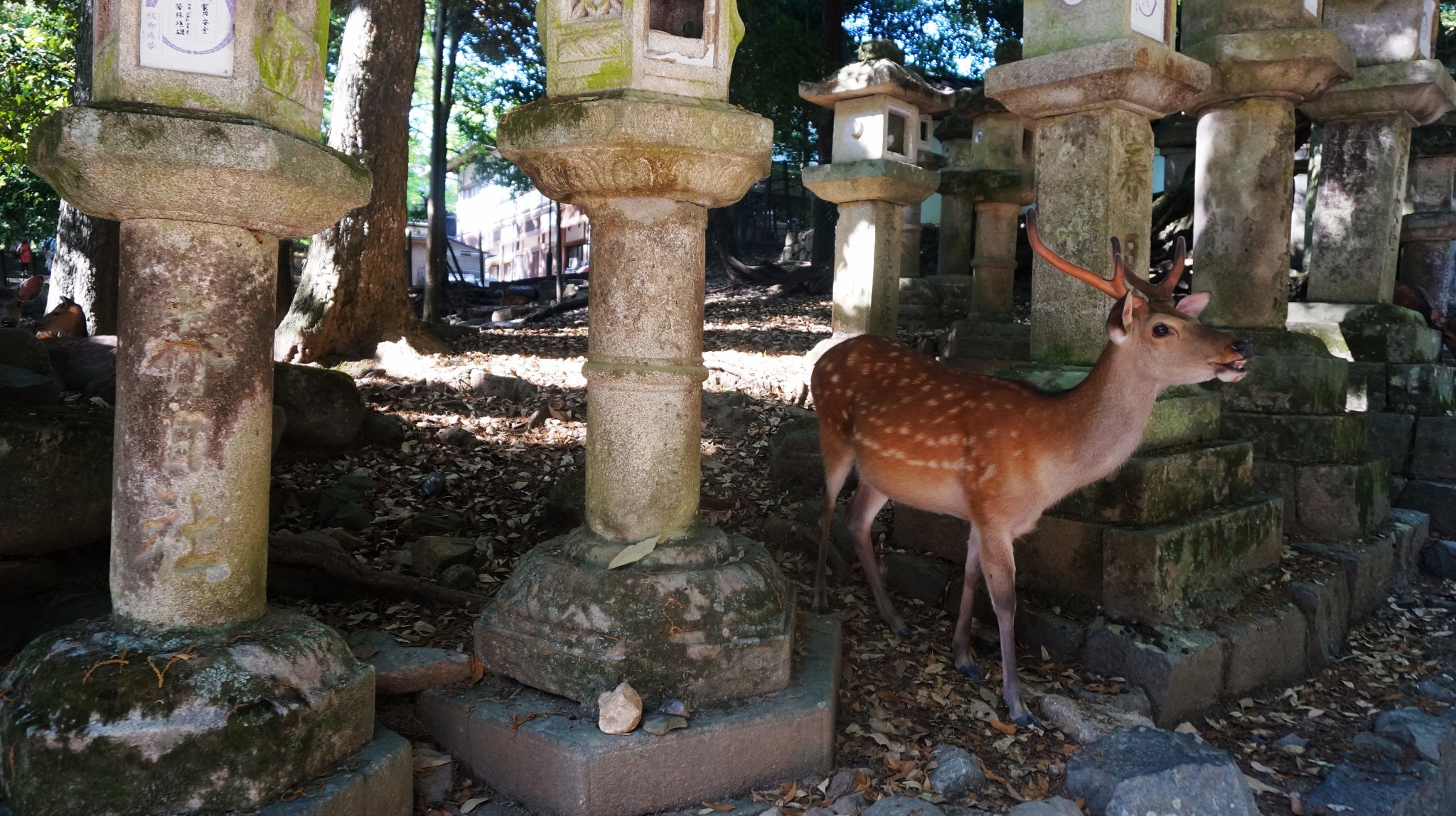 京都自助遊攻略