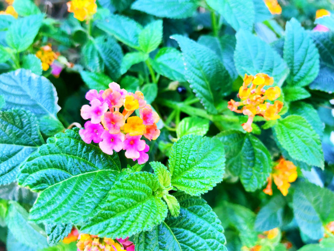 马蜂窝治什么病的 wKgBEFqnTAaAJi8oAAurZhAdeDc20.jpeg?imageView2%2F2%2Fw%2F680%2Fq%2F90%7CimageMogr2%2Fstrip%2Fquality%2F90