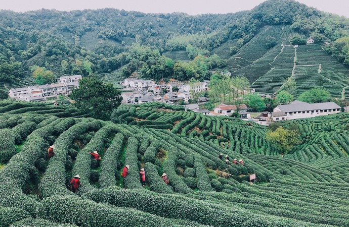 ​西湖龙井茶的传说有哪些,关于杭州西湖龙井茶的传说你知道多少 -