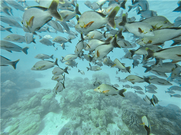 大溪地自助遊攻略