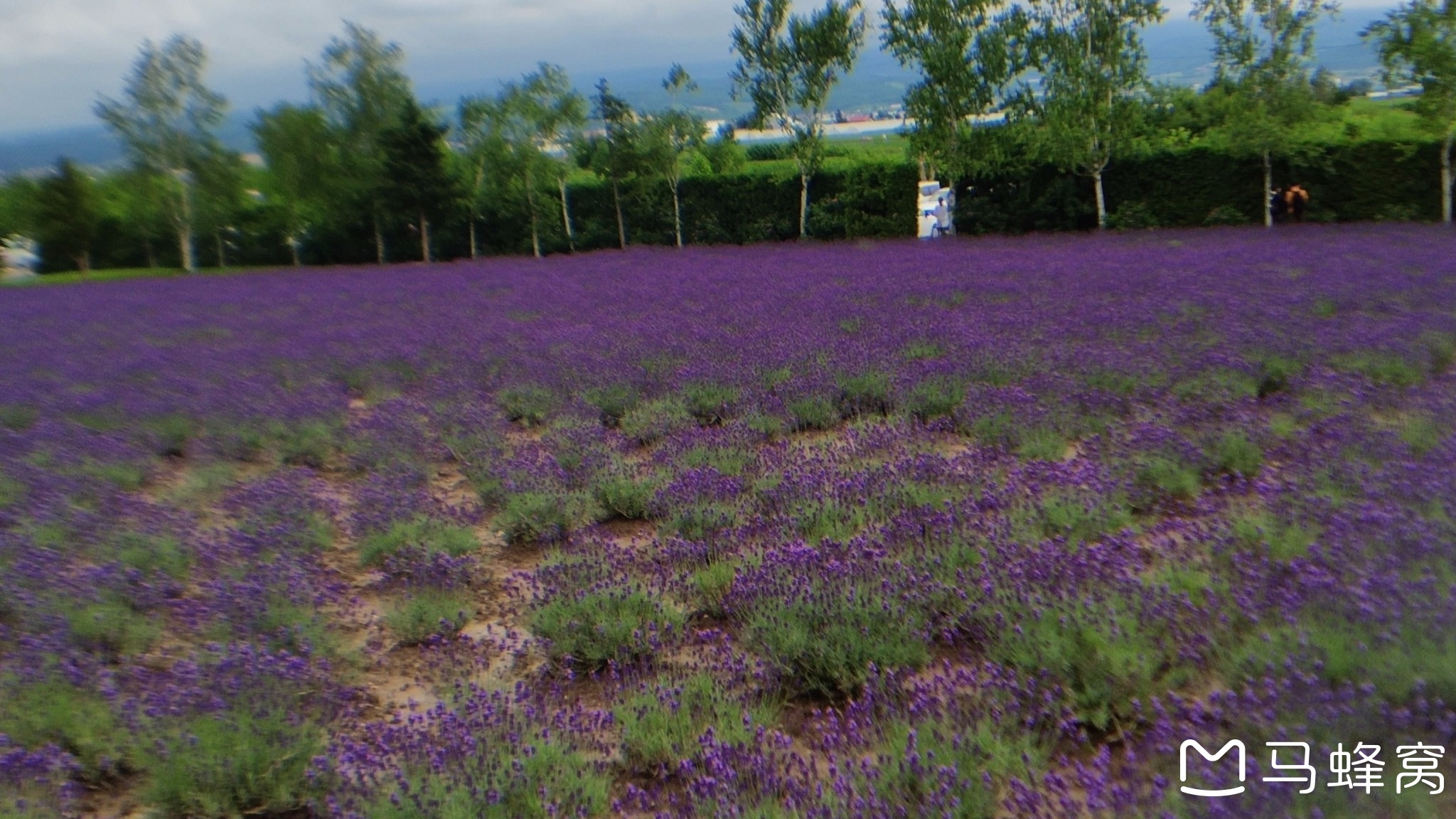 北海道自助遊攻略