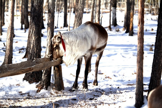 狍子冬天喜欢在什么地方 wKgBEFpFtM6AHYfCAAJMXHMfnEE67.jpeg?imageView2%2F2%2Fw%2F680%2Fq%2F90%7CimageMogr2%2Fstrip%2Fquality%2F90