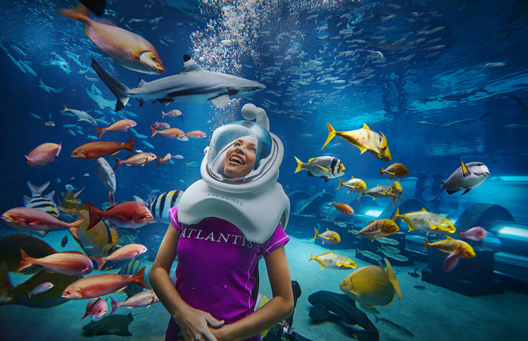(一)海底漫步 shark safari 戴上特制的安全头盔或潜行于鲨鱼池中,与