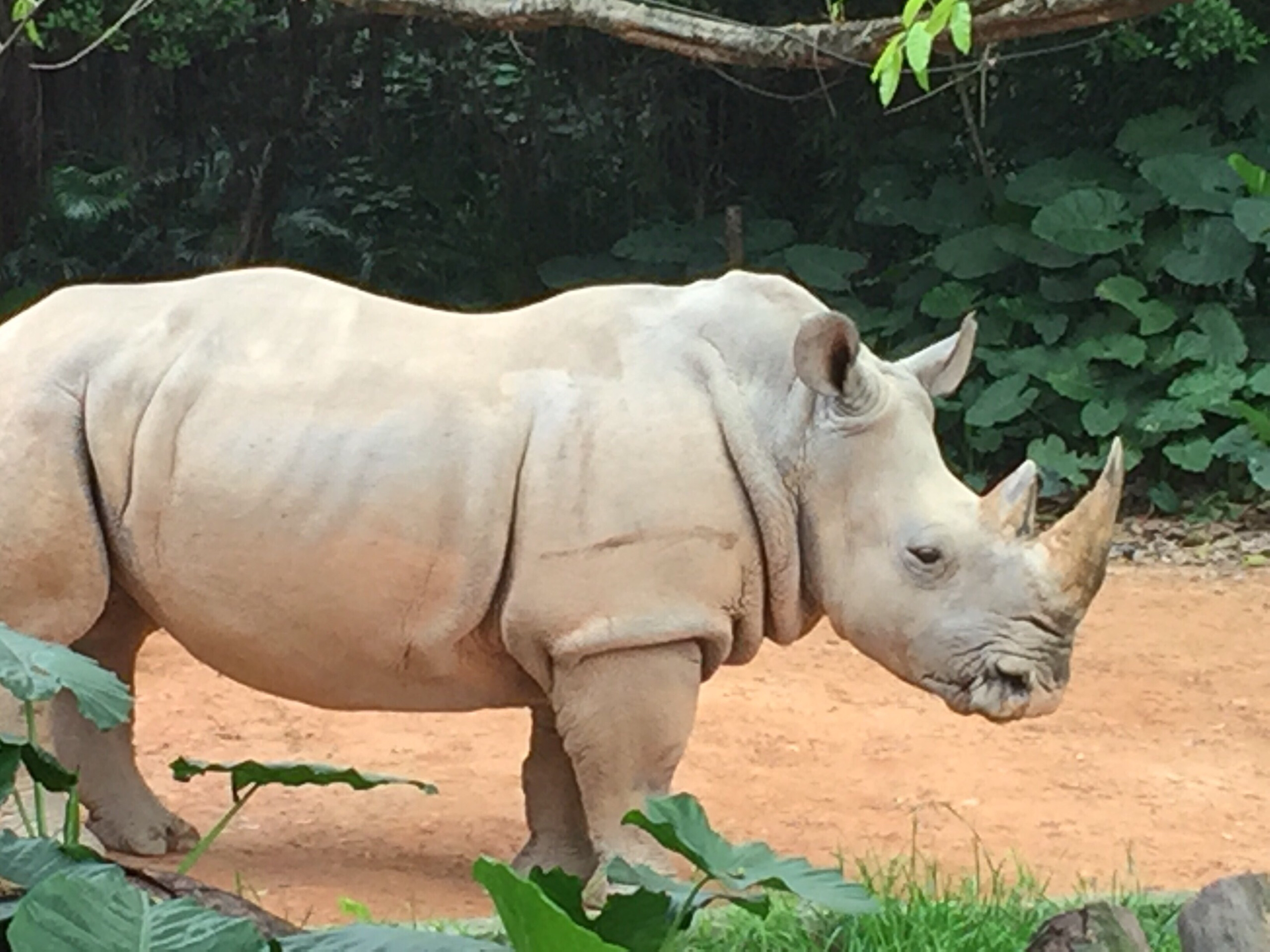 長隆野生動物園好玩嗎怎麼去長隆野生動物園