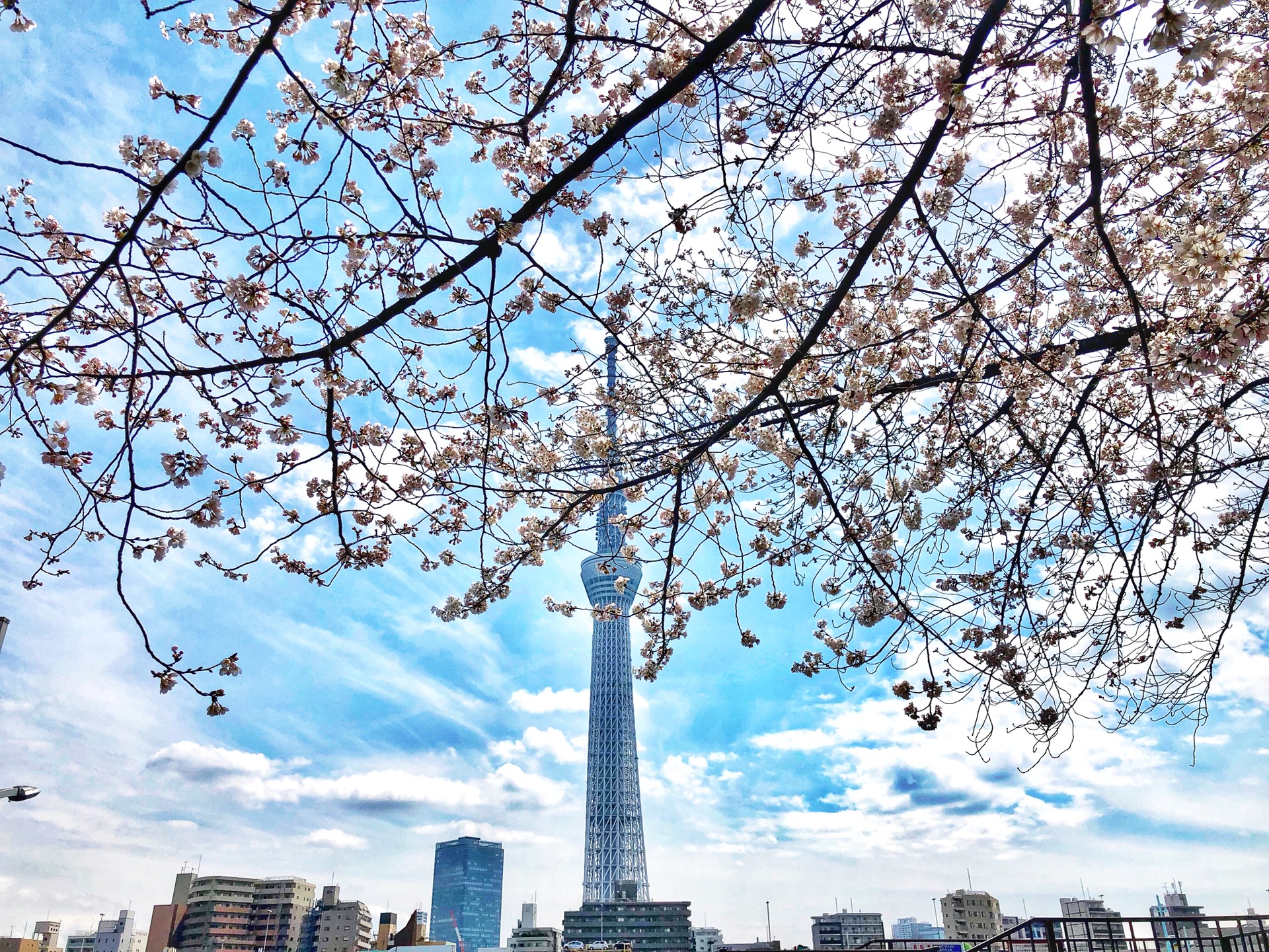 東京自助遊攻略