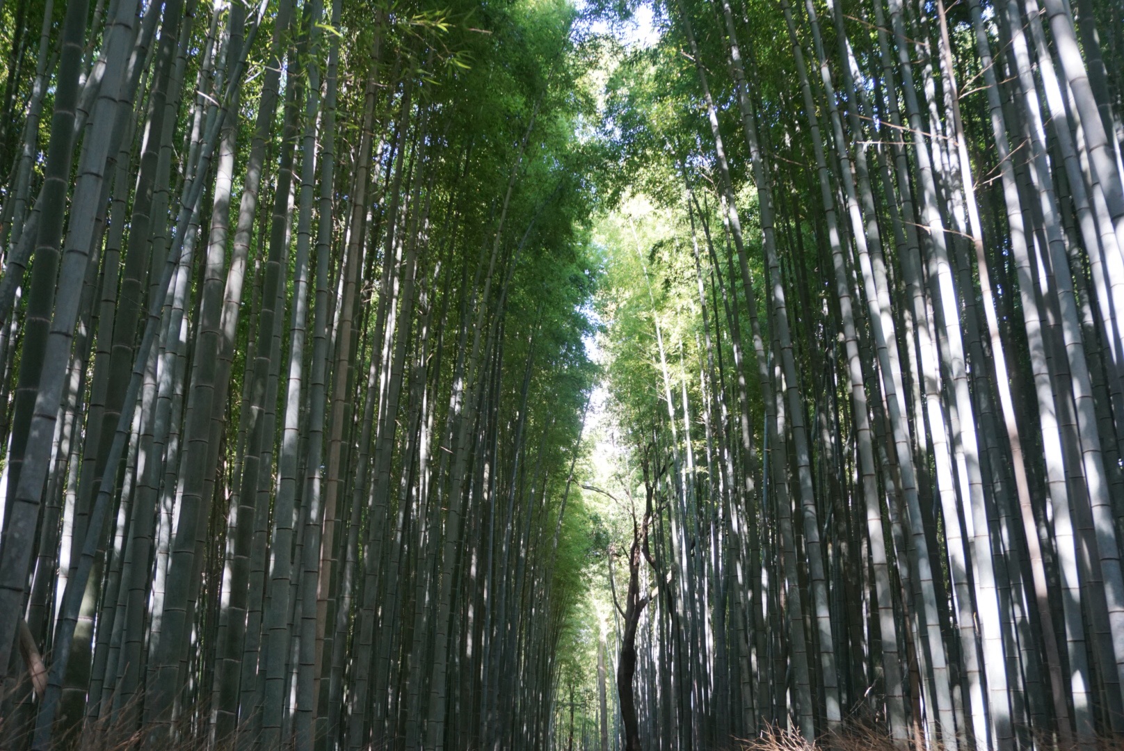 日本自助遊攻略