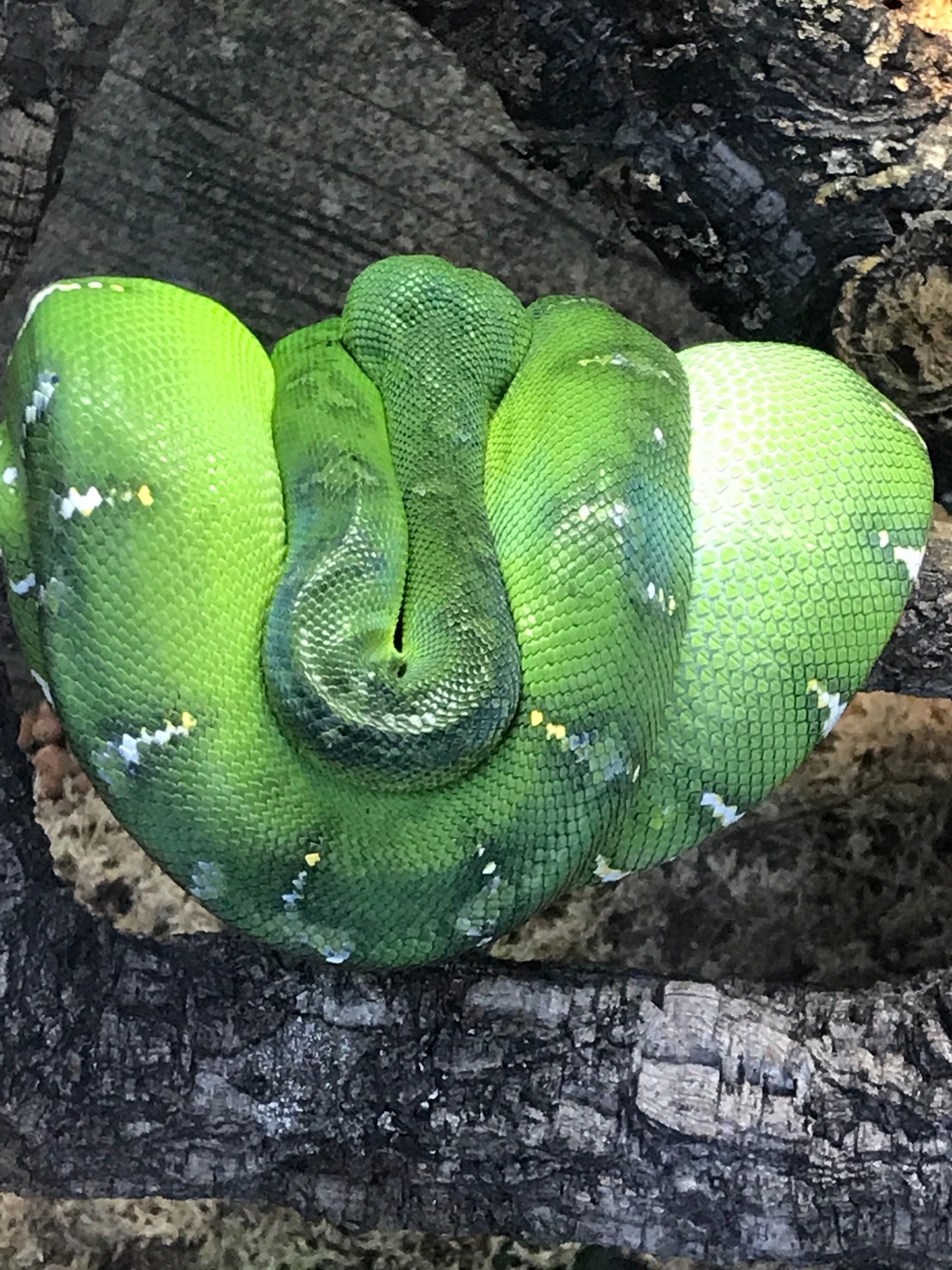 引用 ╰悲伤在╰小燕 的图片