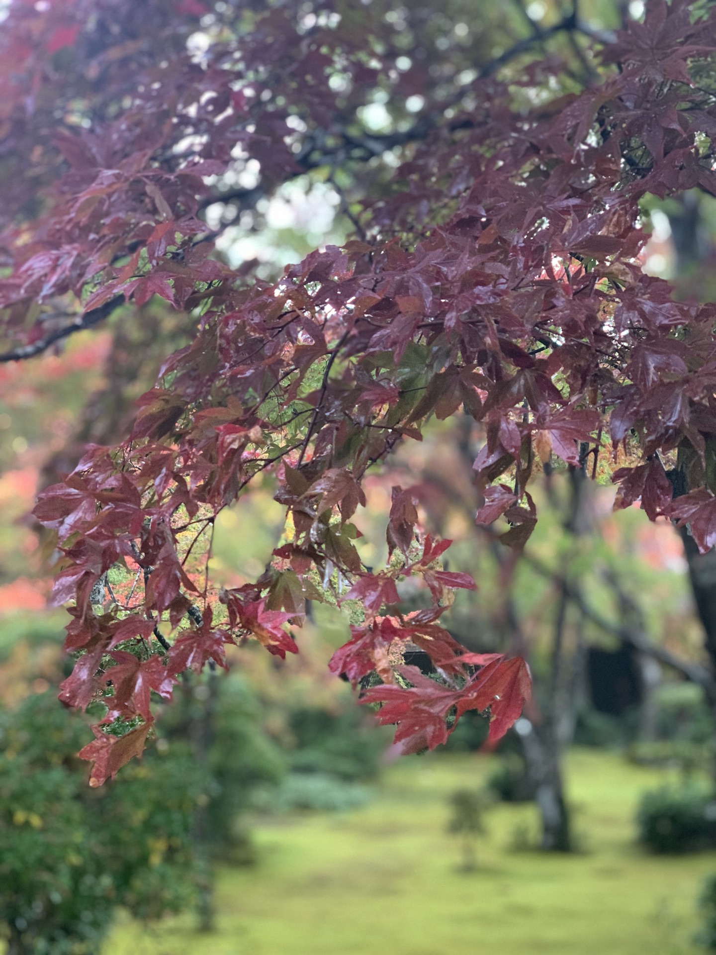 京都自助遊攻略