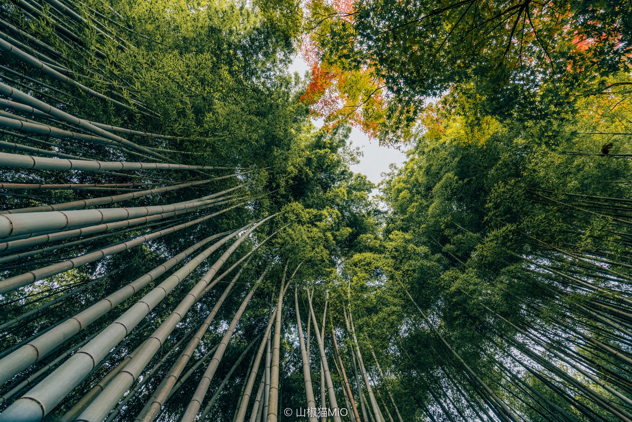 京都自助遊攻略