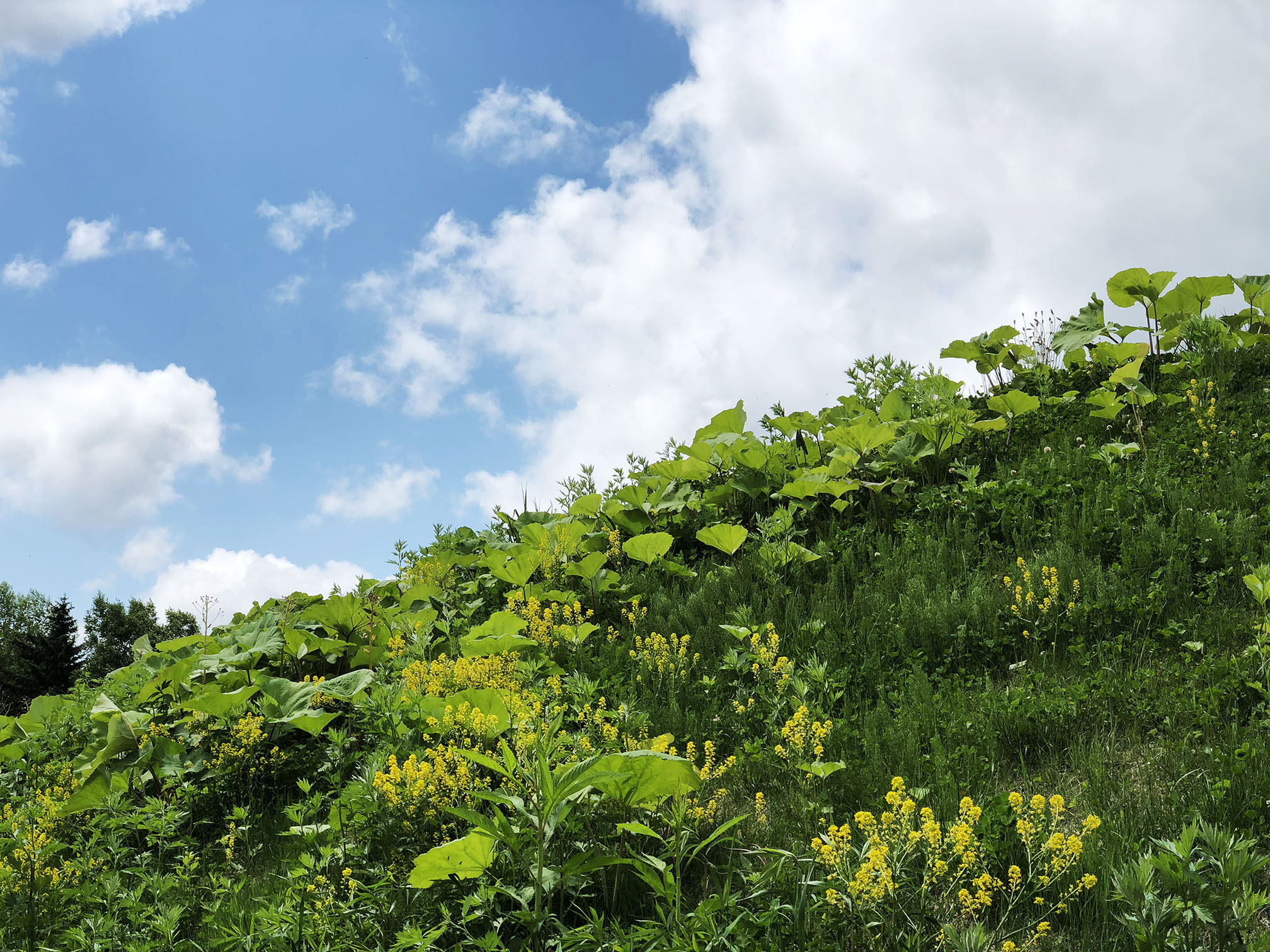 北海道自助遊攻略