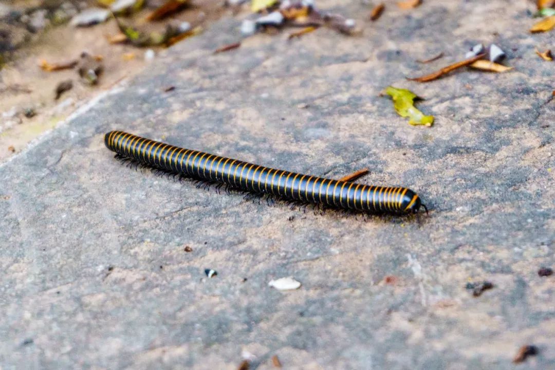 2岁的王大喵趴在石阶上,很大胆的拿树叶挑逗这个小马陆