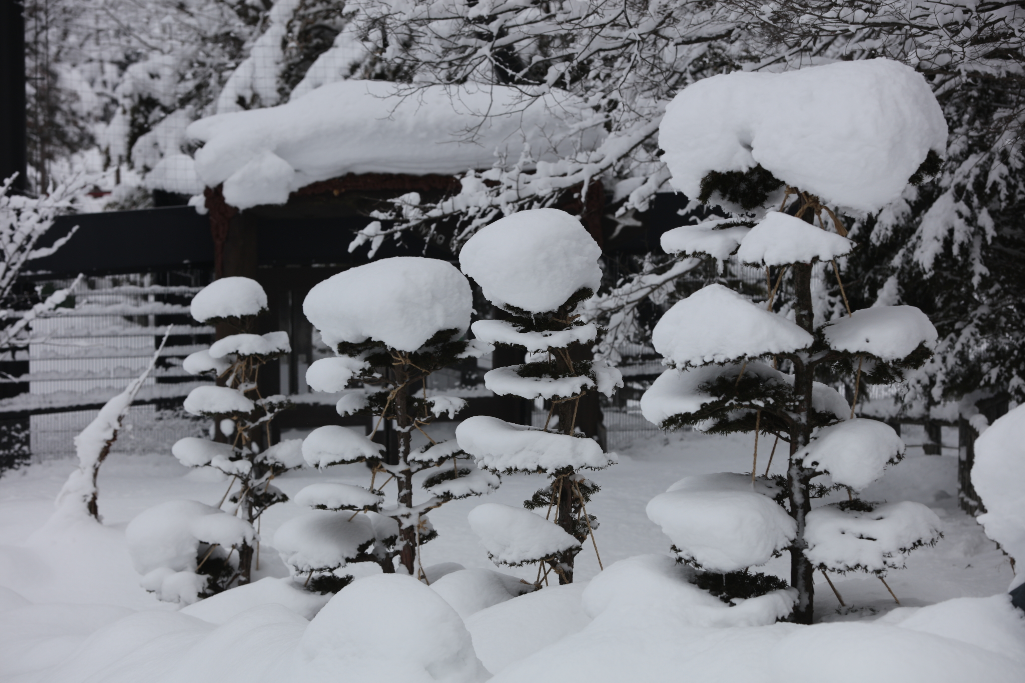 北海道自助遊攻略