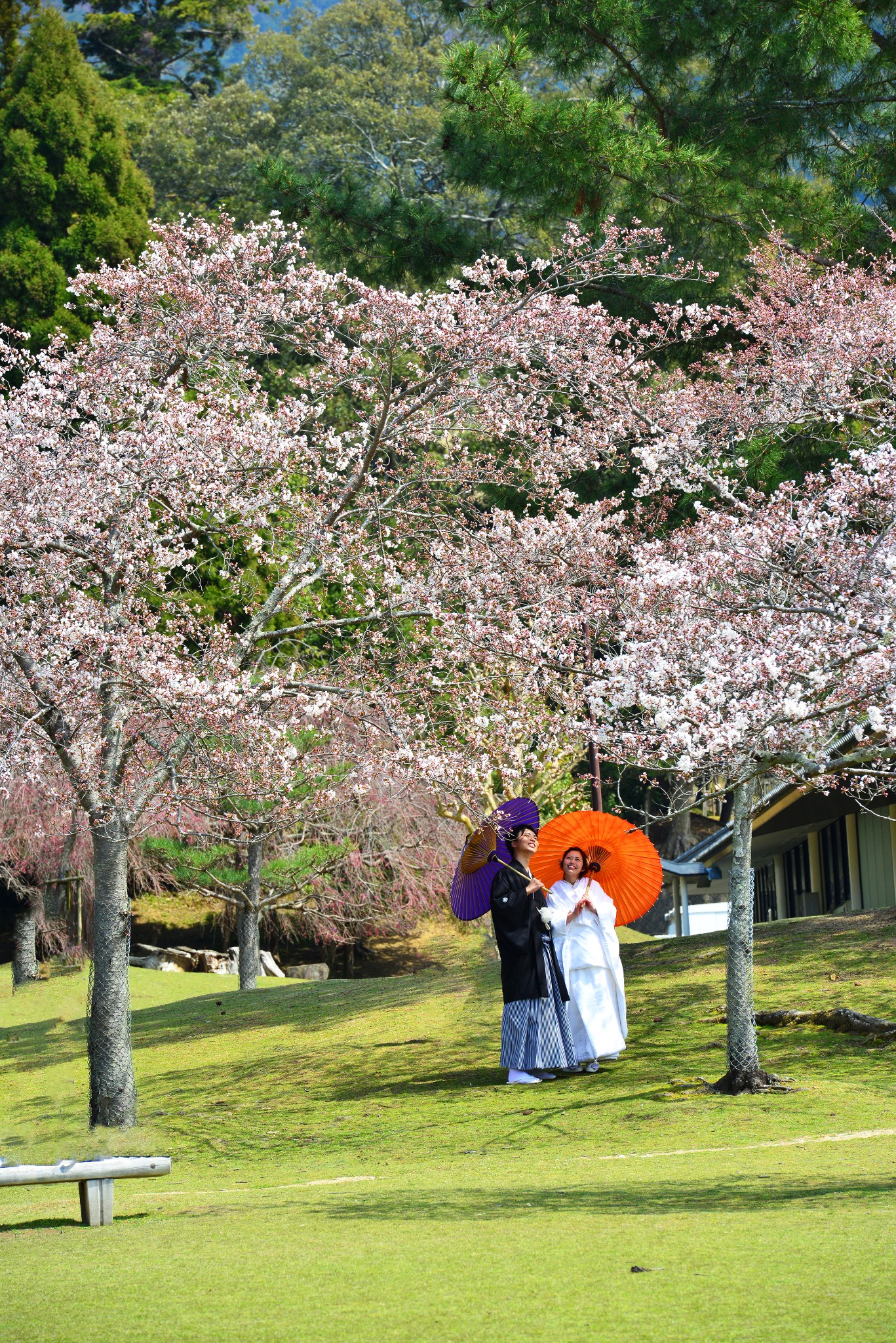 京都自助遊攻略