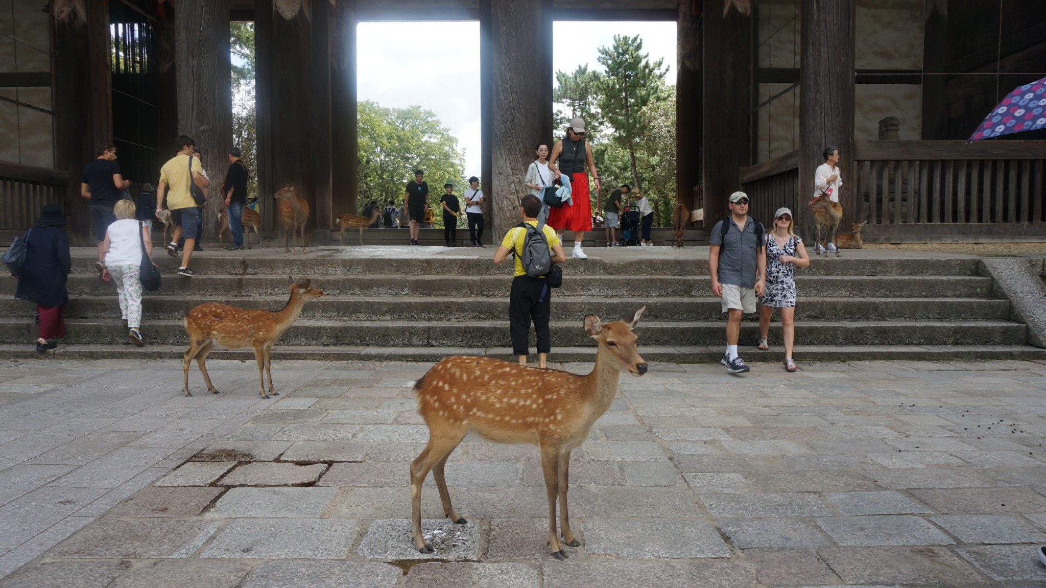 京都自助遊攻略