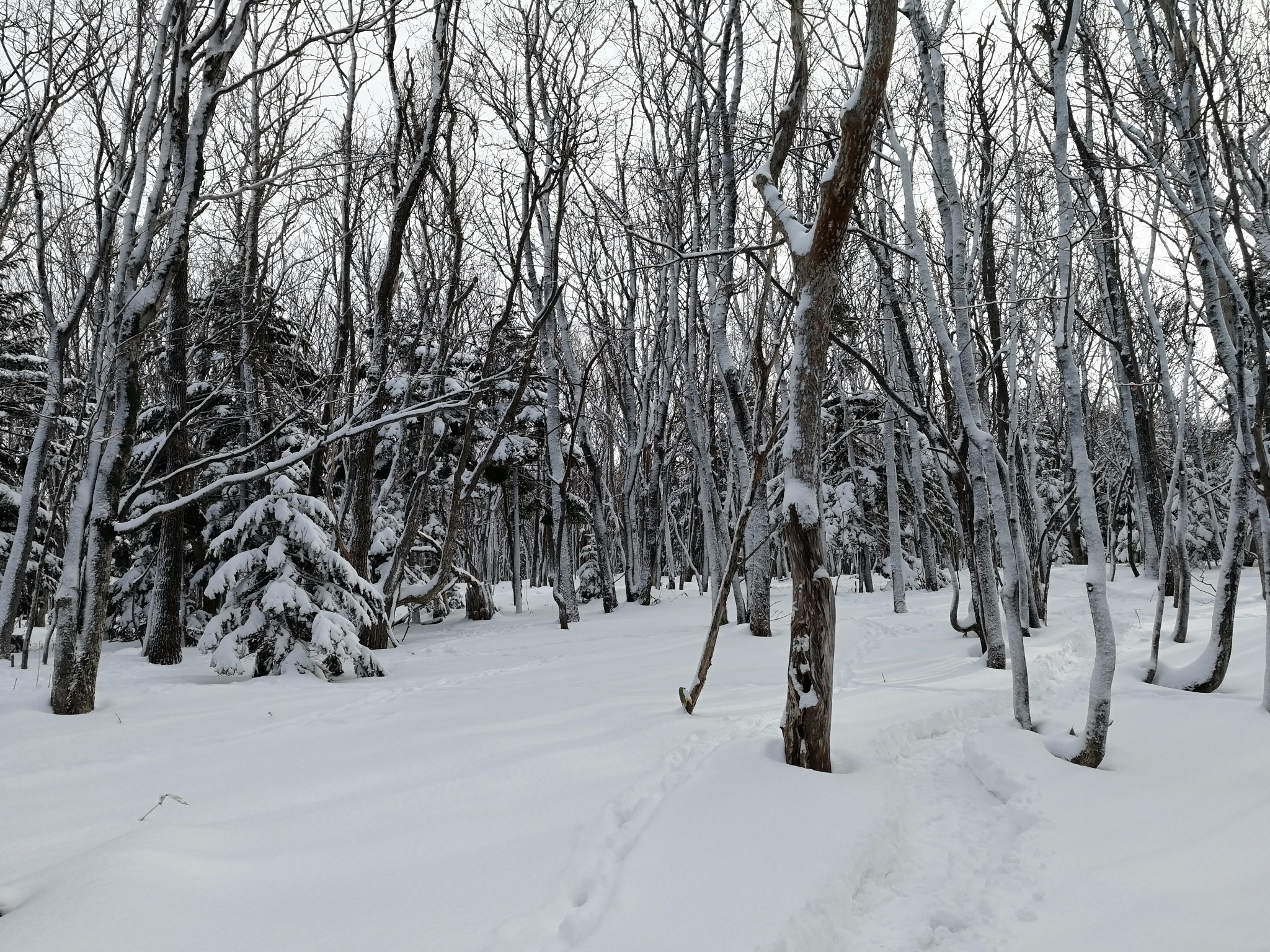 北海道自助遊攻略