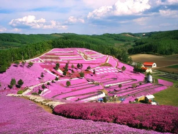 北海道春夏赏花攻略