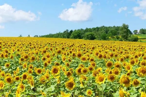 北海道春夏赏花攻略