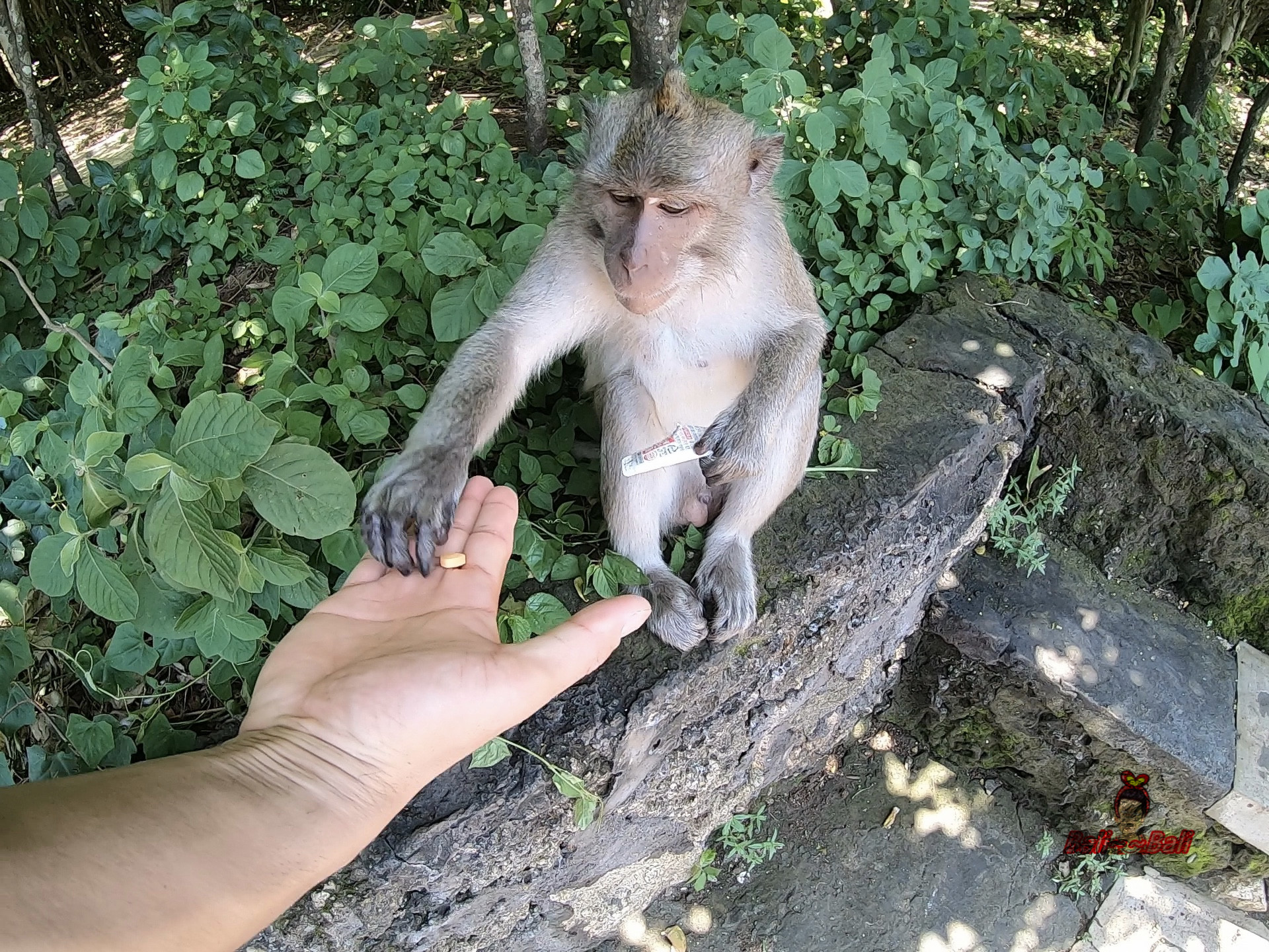 巴釐島自助遊攻略