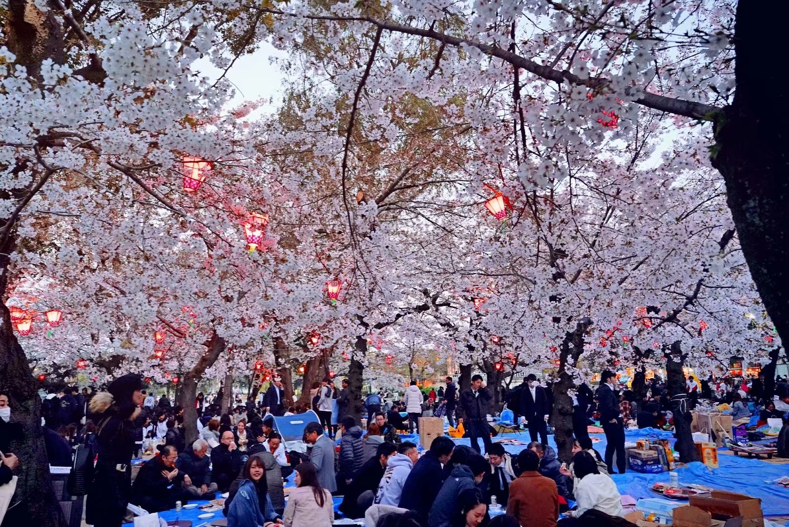 京都自助遊攻略