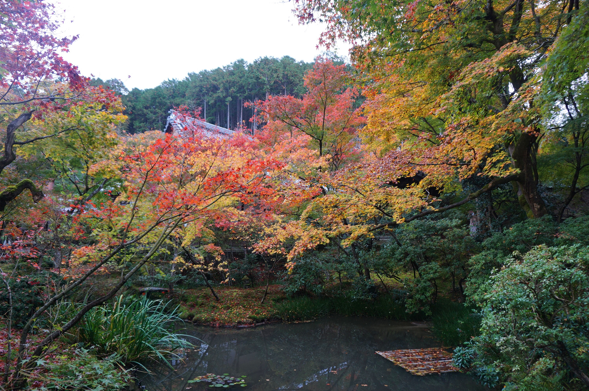 京都自助遊攻略