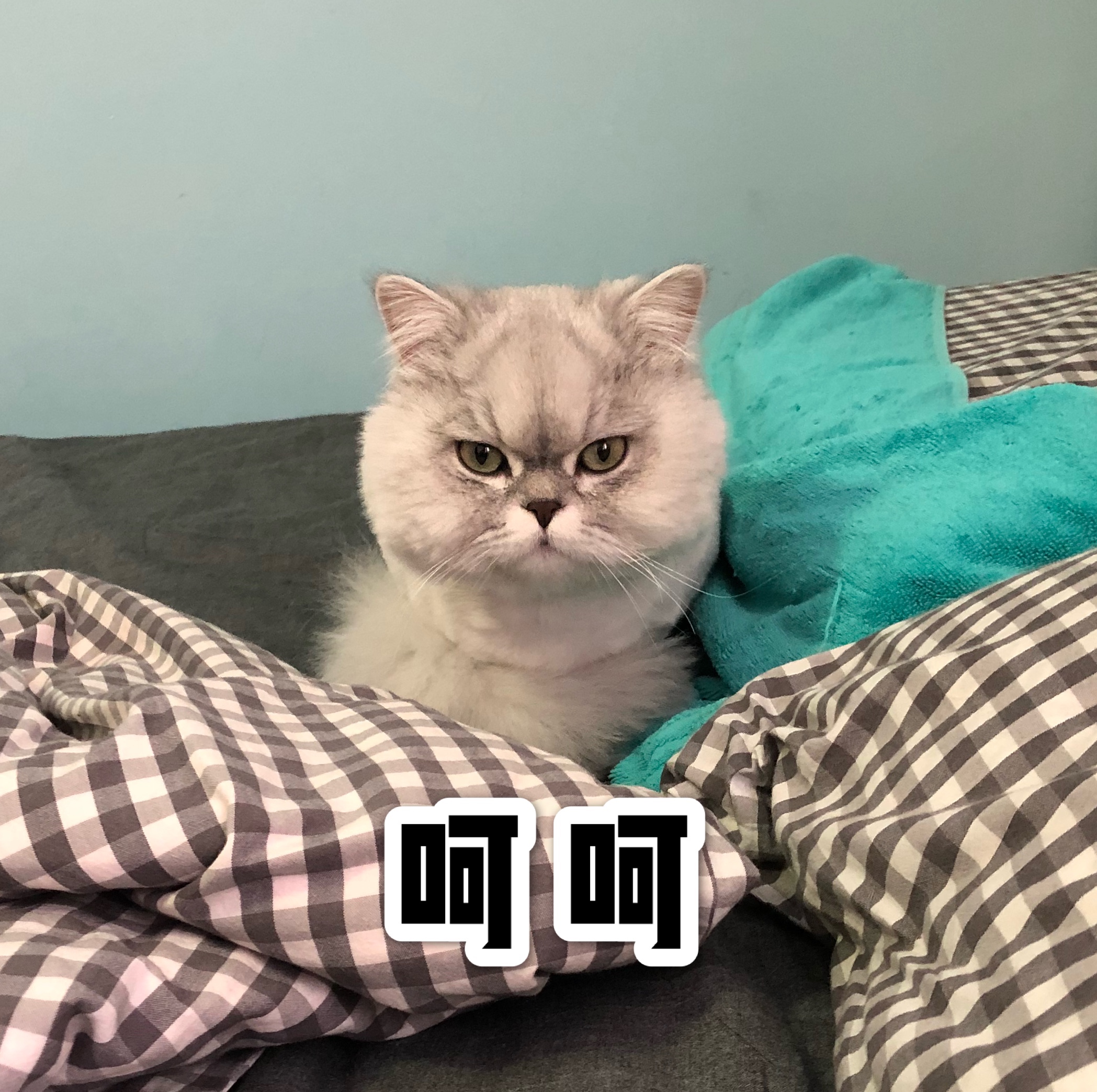 超萌猫咪表情包!随意取用! - 马蜂窝