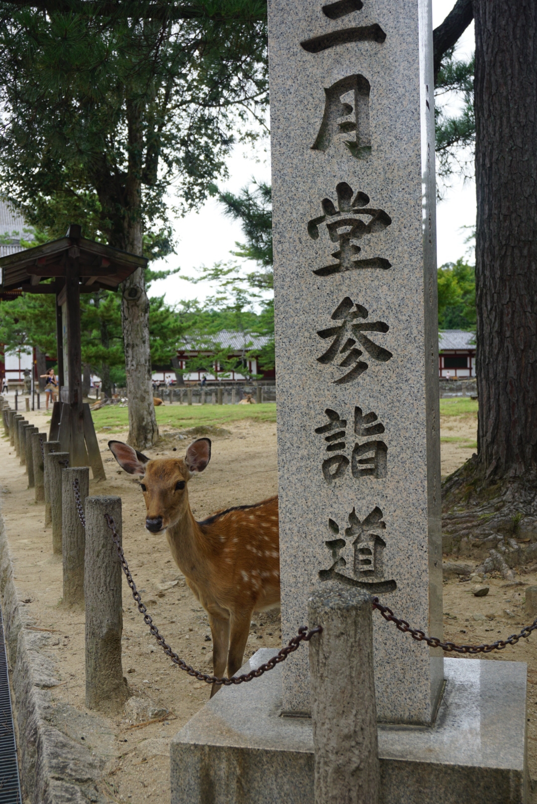 京都自助遊攻略