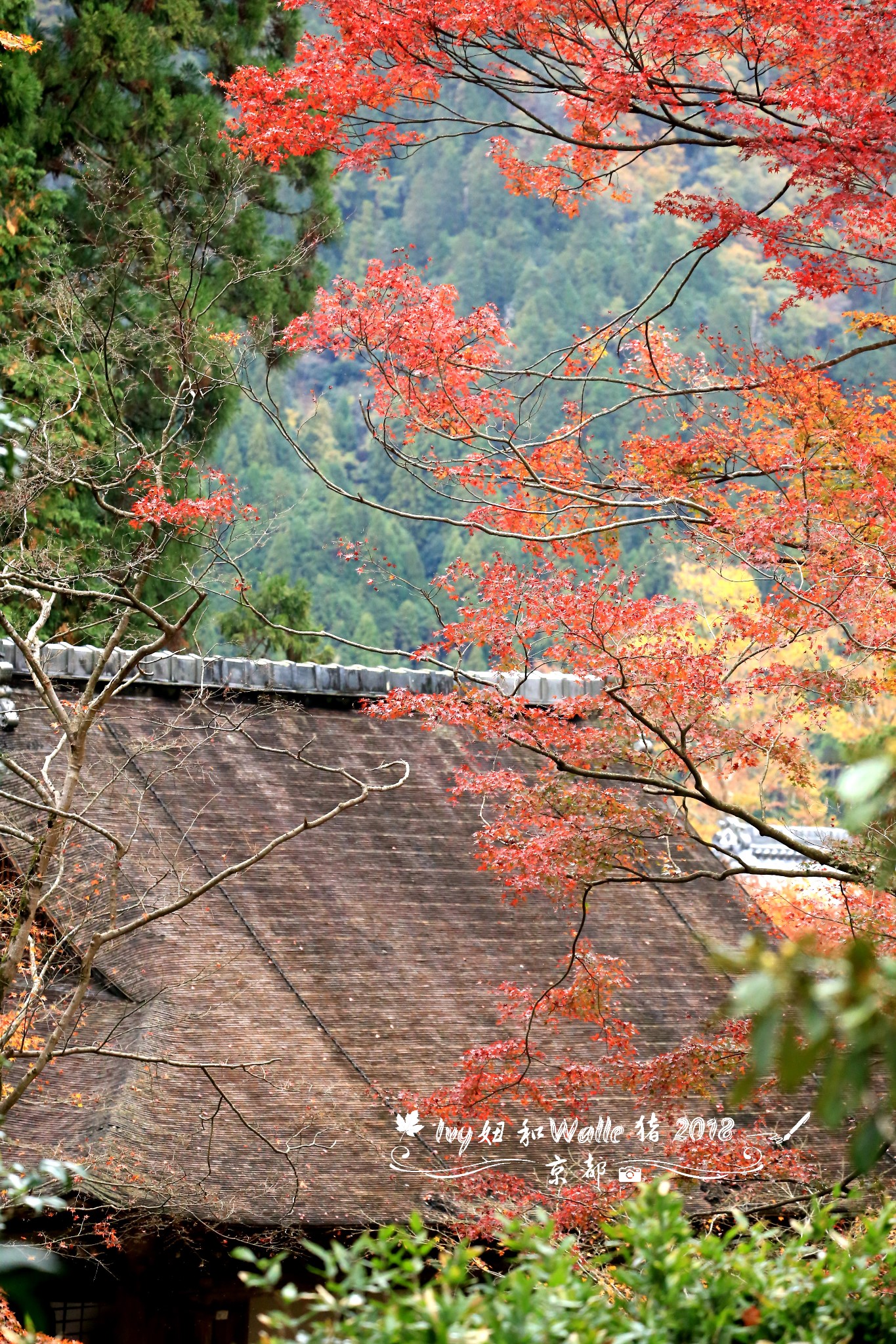 京都自助遊攻略