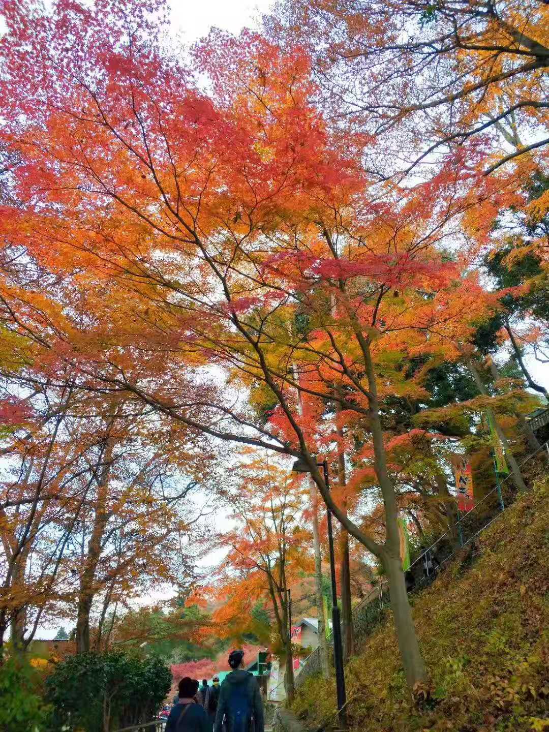 東京自助遊攻略