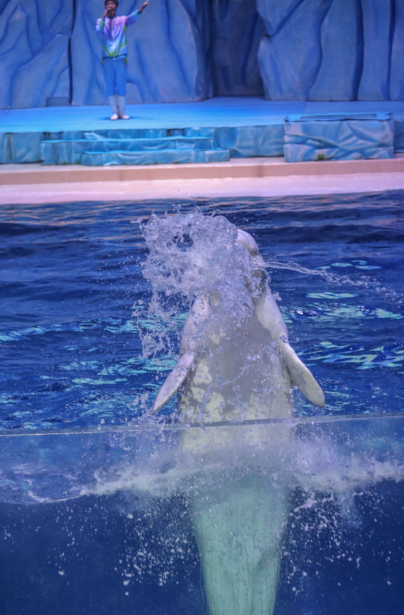 白鲸表演非常精彩,可爱的白鲸会和保育员一起,在水中