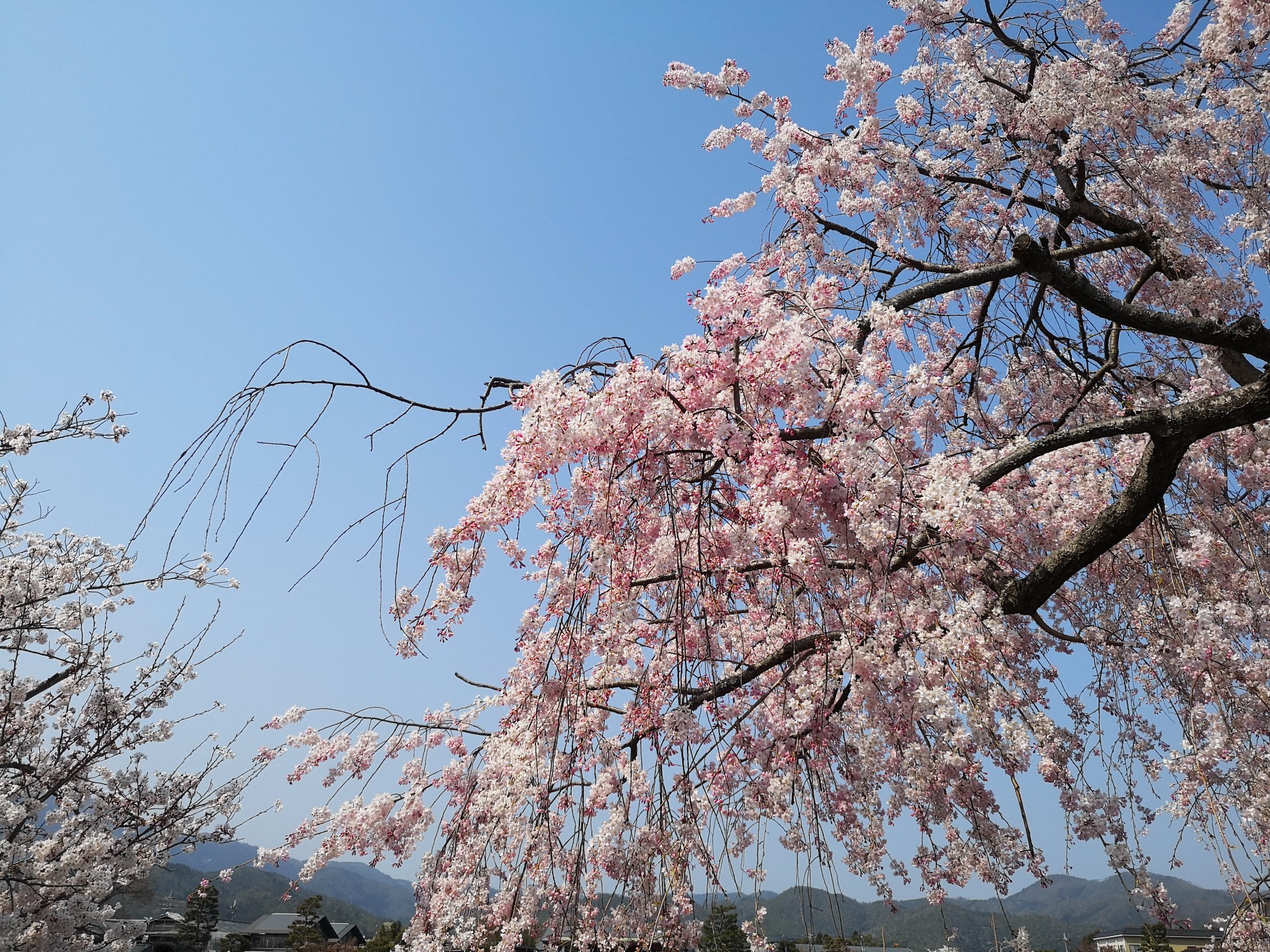 京都自助遊攻略