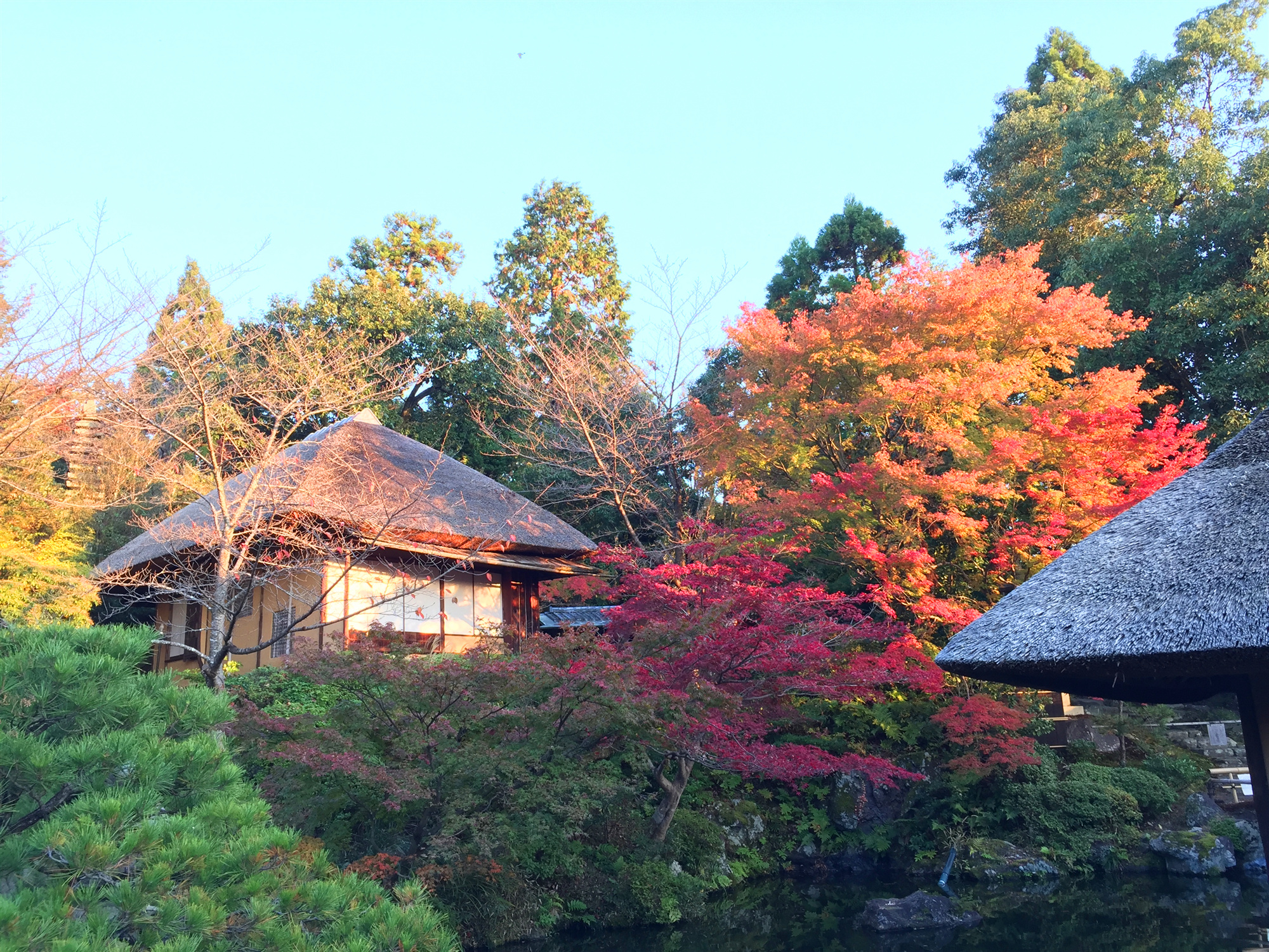 京都自助遊攻略