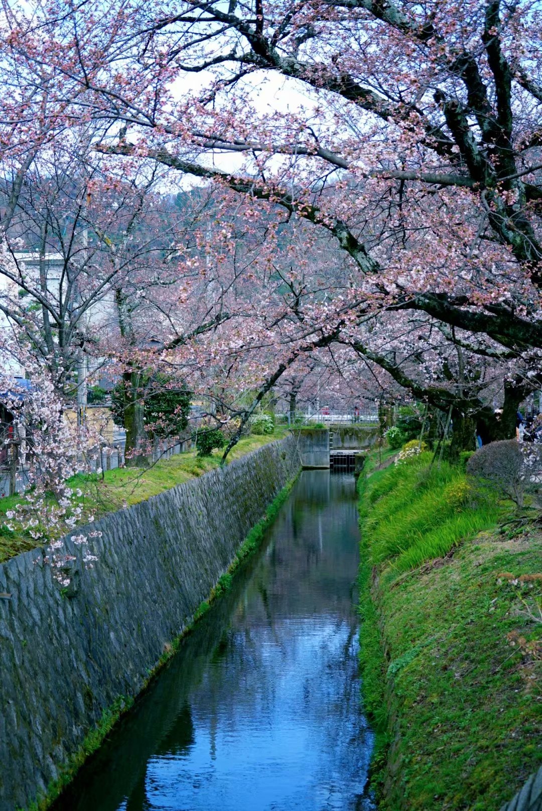 京都自助遊攻略