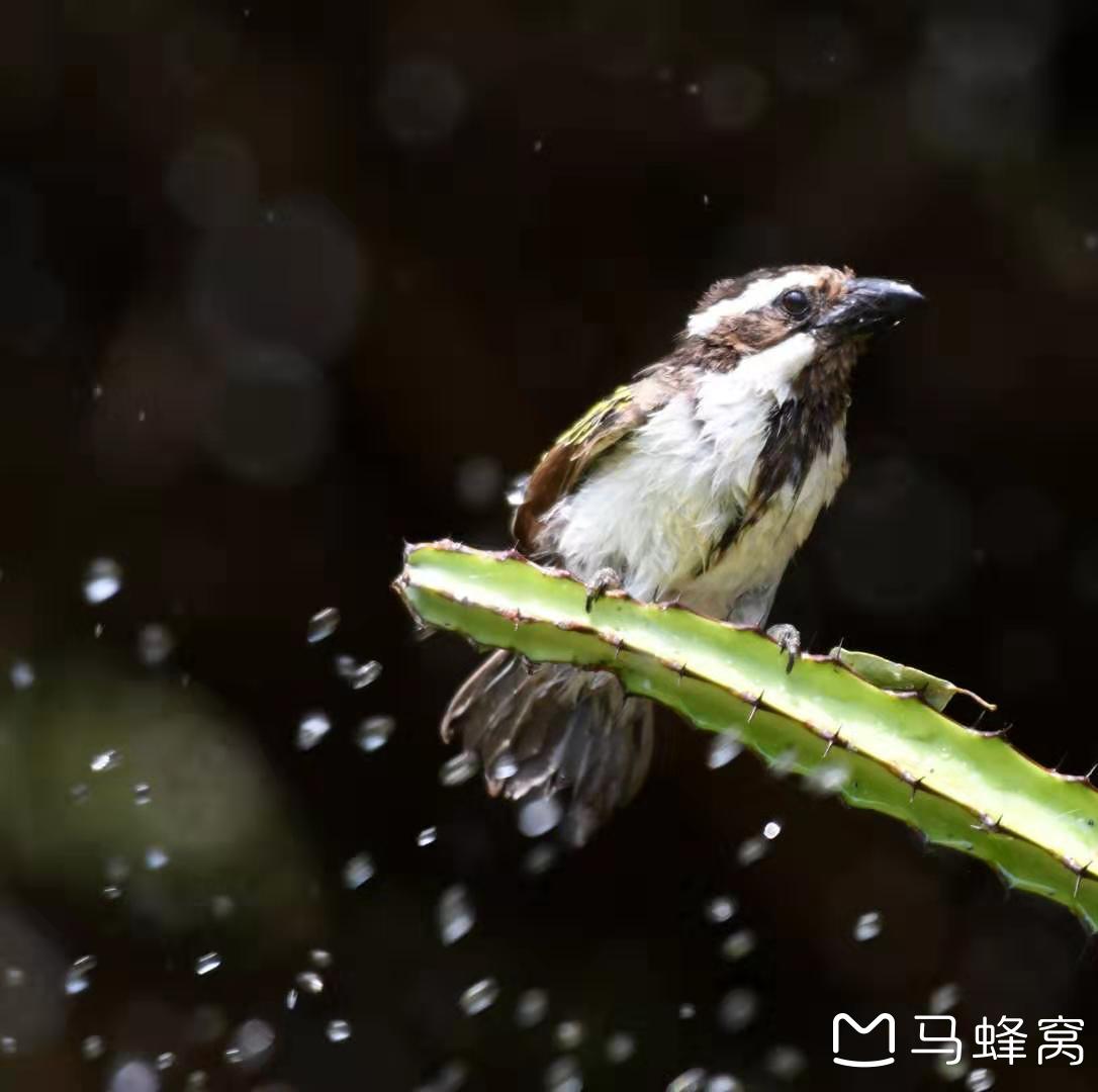 坦桑尼亞自助遊攻略