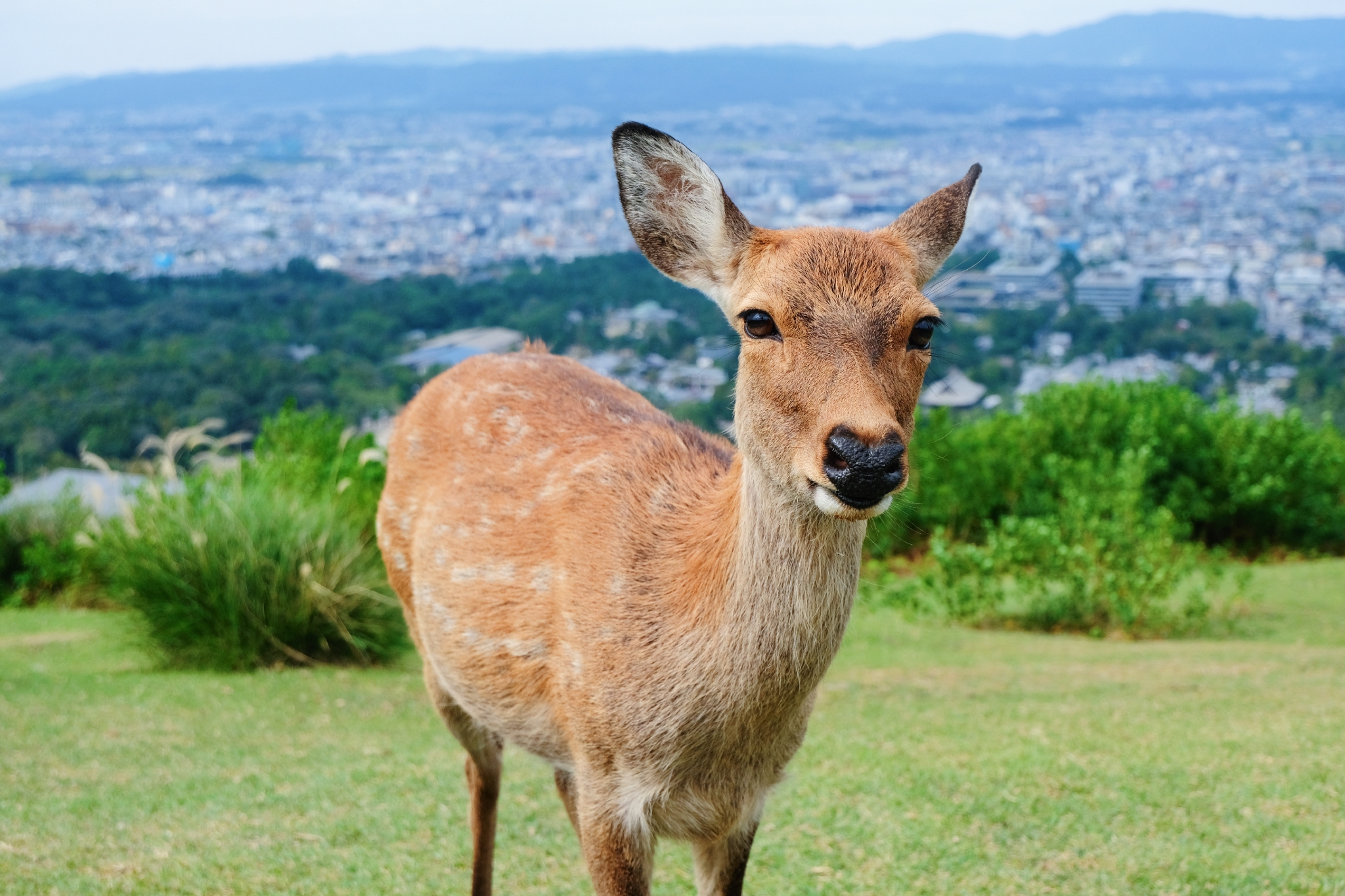 日本自助遊攻略