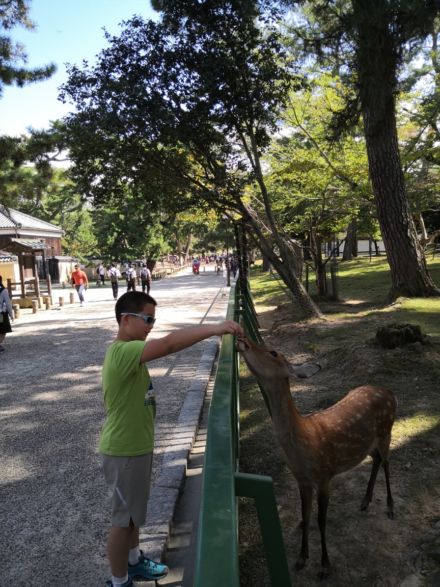 京都自助遊攻略