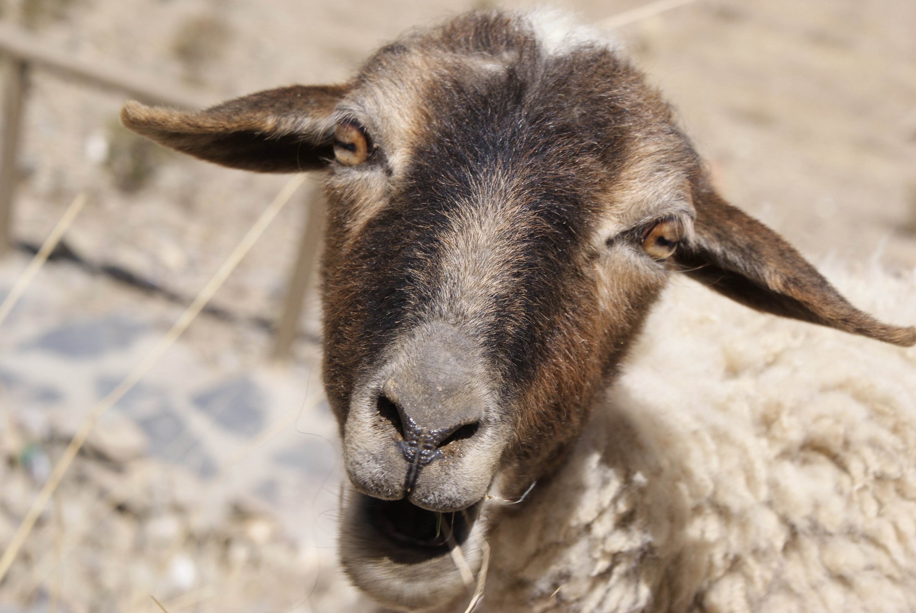 雍布拉康的傻驴