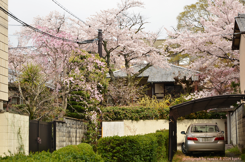 一个庭院控眼中的樱花季