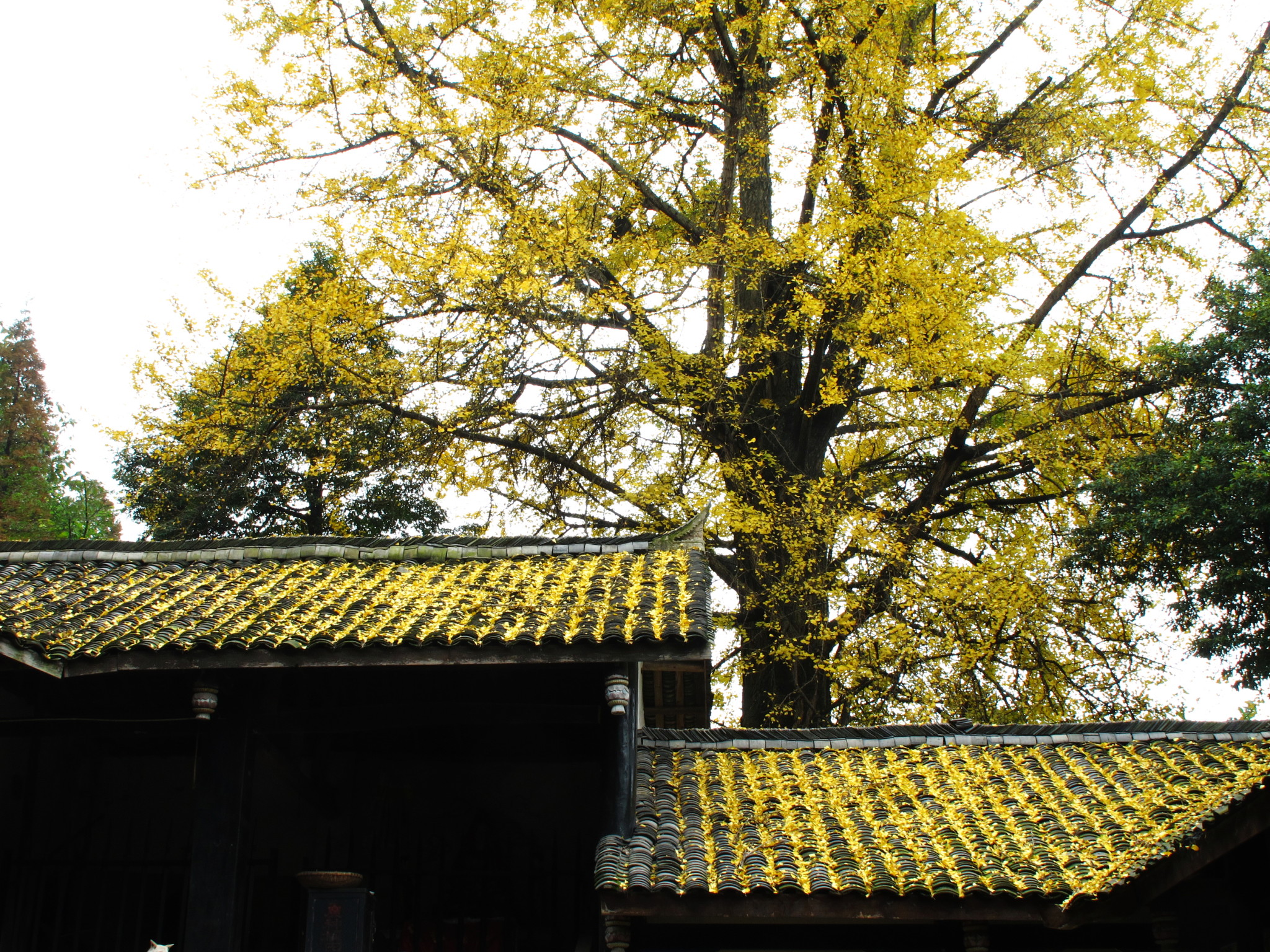 2013银杏季:青城山丈人观图片9,青城山旅游景点,风景名胜 马蜂窝