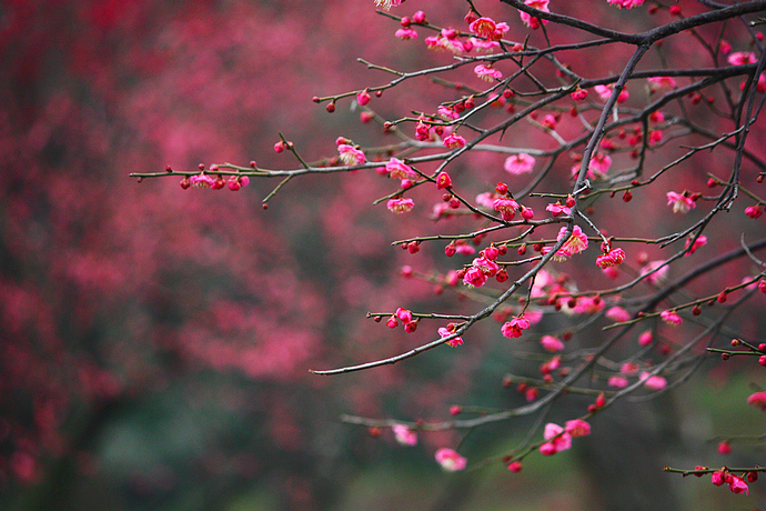 山花什么成语_建筑山花是什么(3)