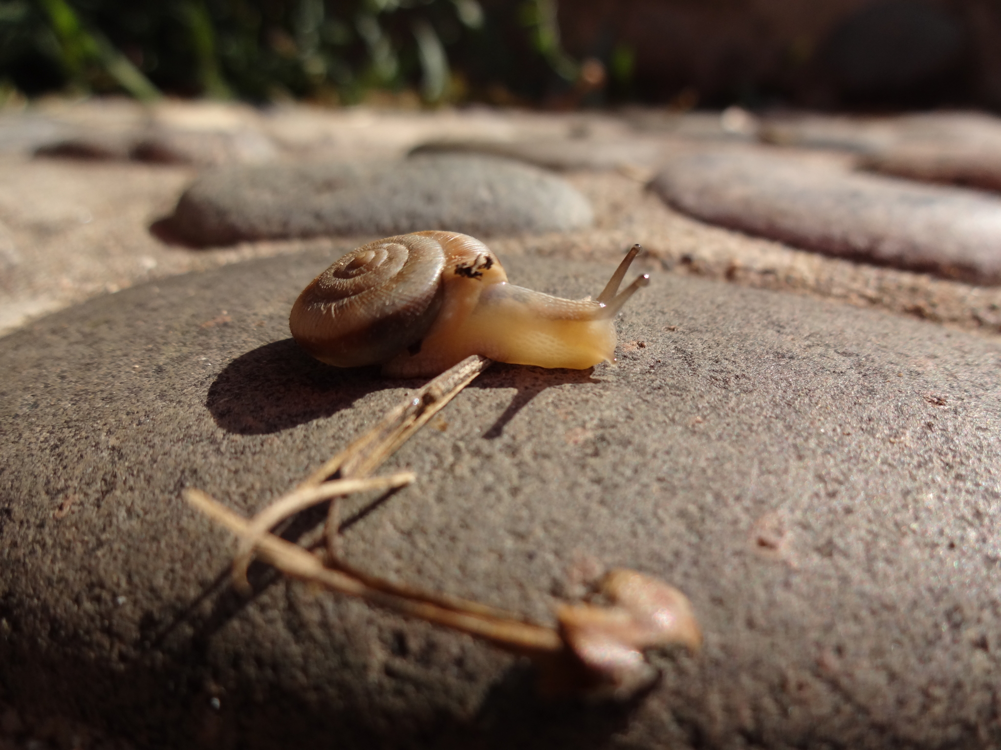 去小河边,偶遇这只出来散步的蜗牛