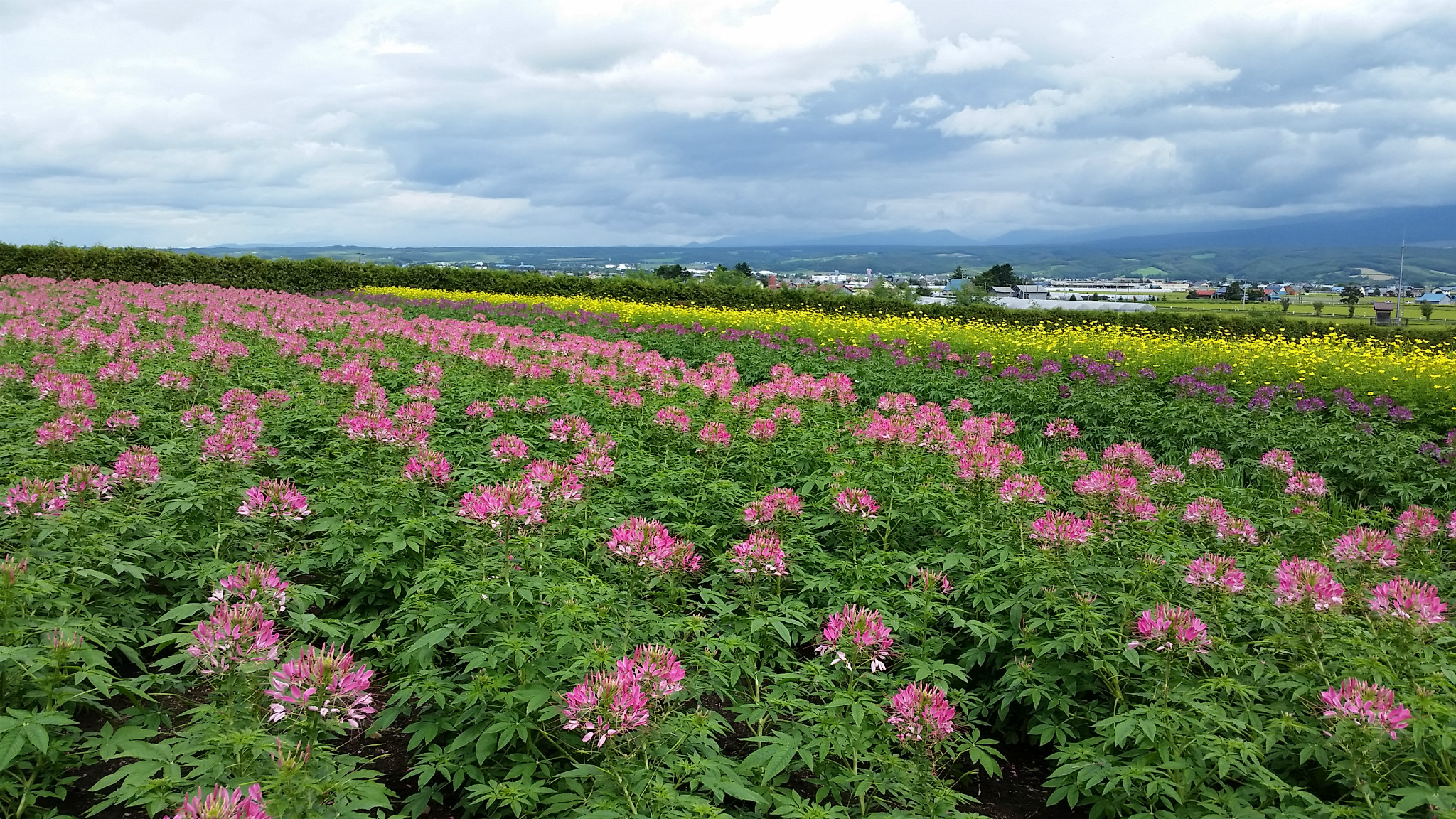 北海道自助遊攻略