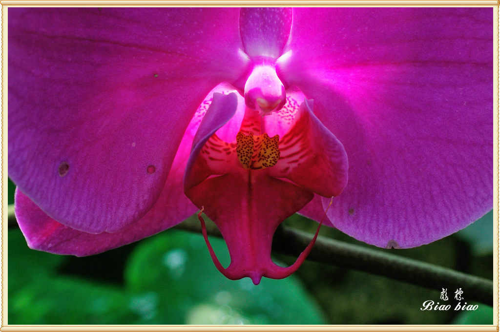 微焦拍蝴蝶兰花芯