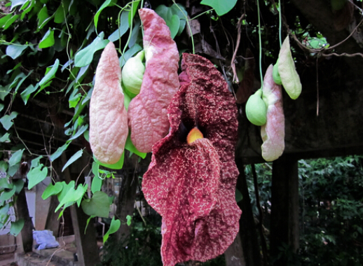 世界上的奇异花朵,你见过几种