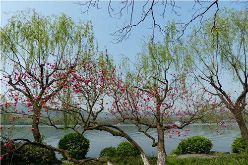 花样游记大赛#红桃绿柳迷人眼——苏堤春晓