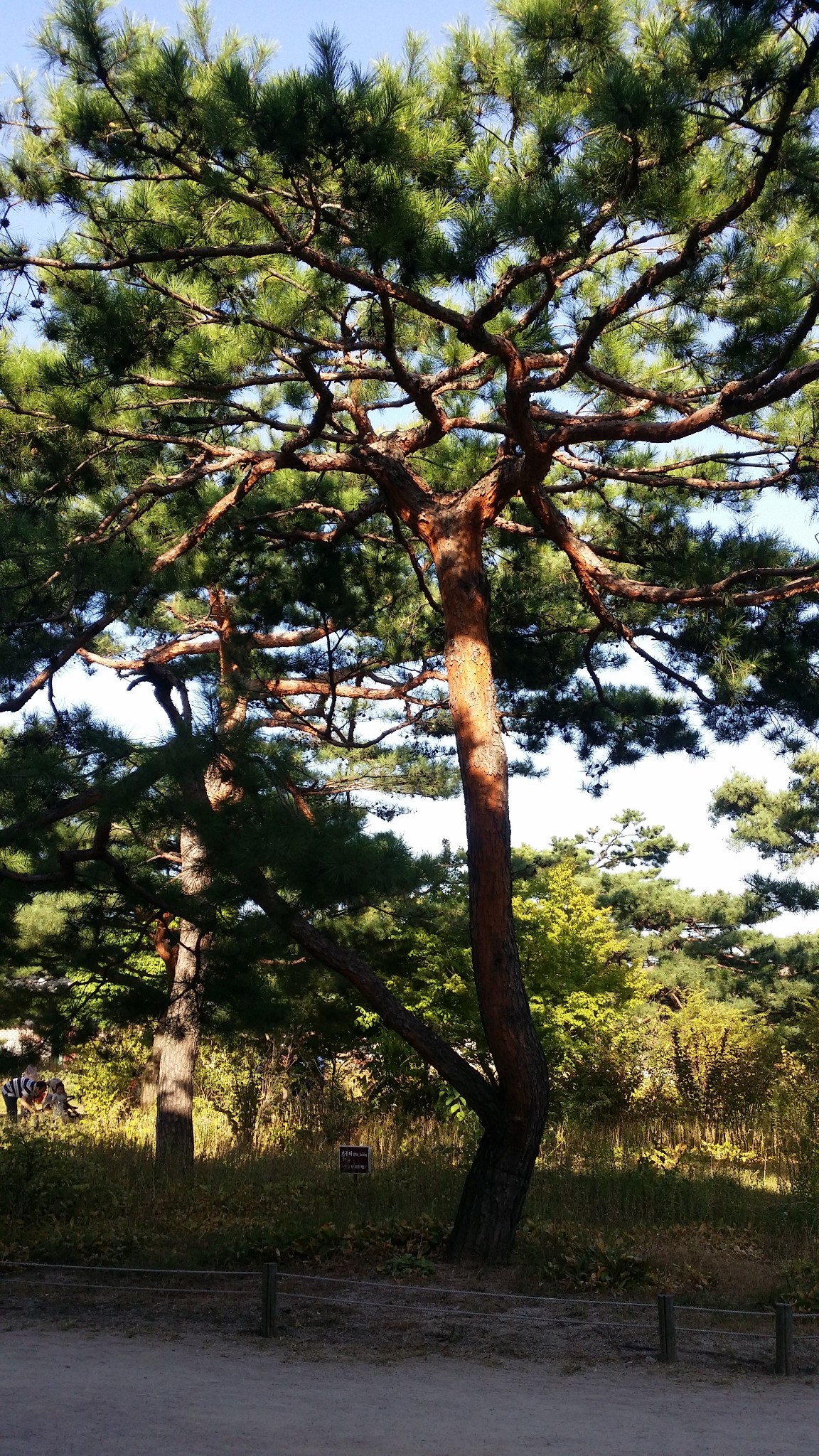 韓國自助遊攻略