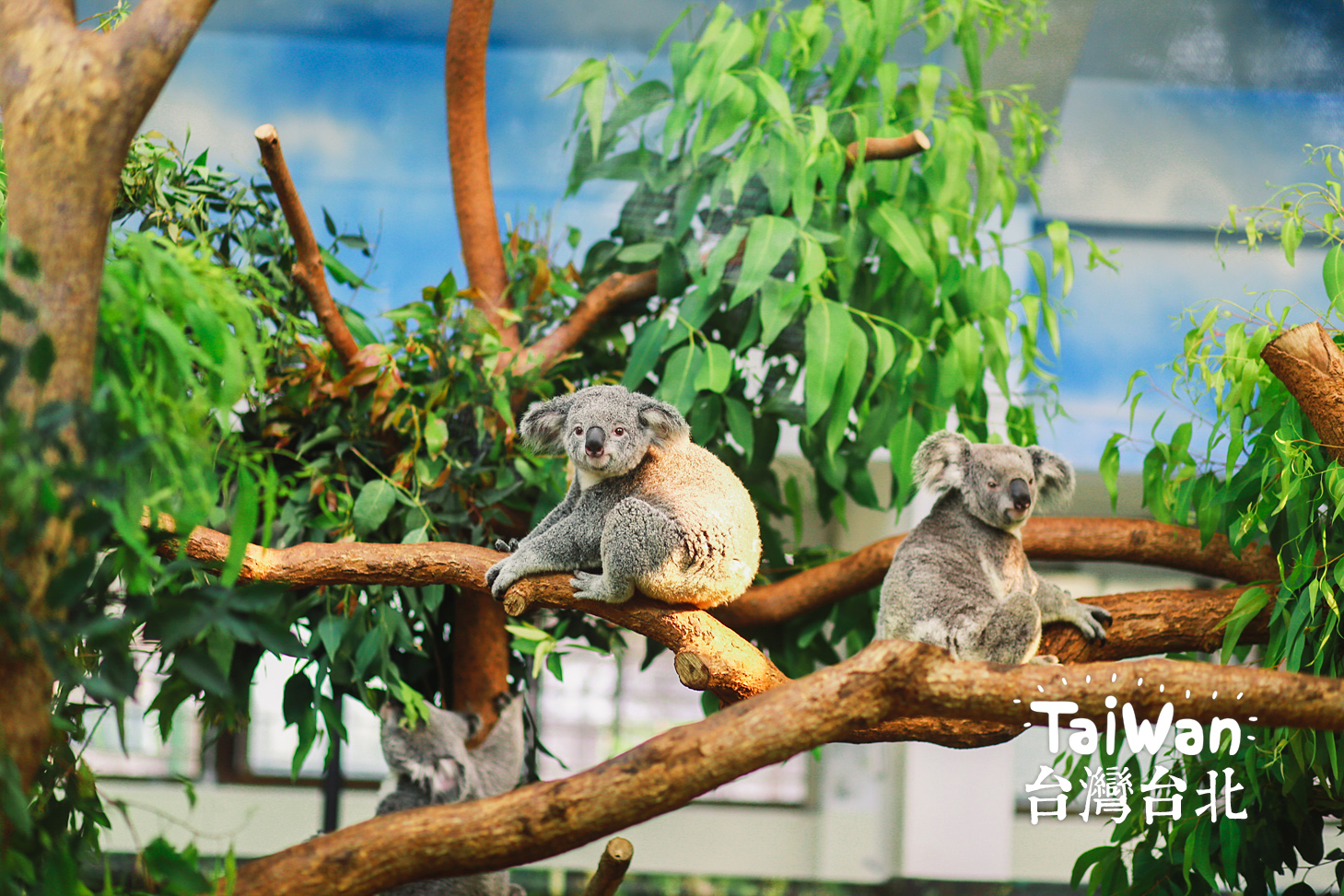 臺北動物園門票價格多少臺北動物園有學生票嗎