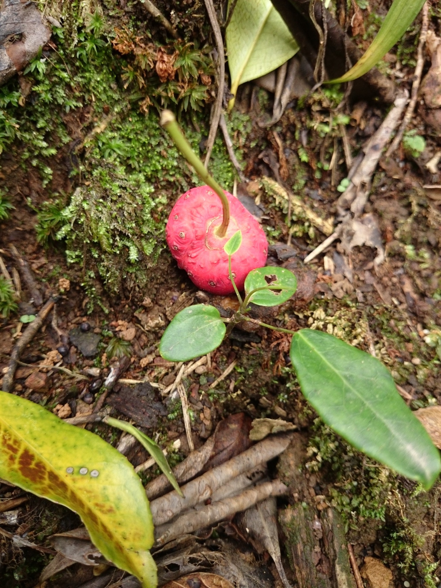 青城后山顶峰蓥华山图片