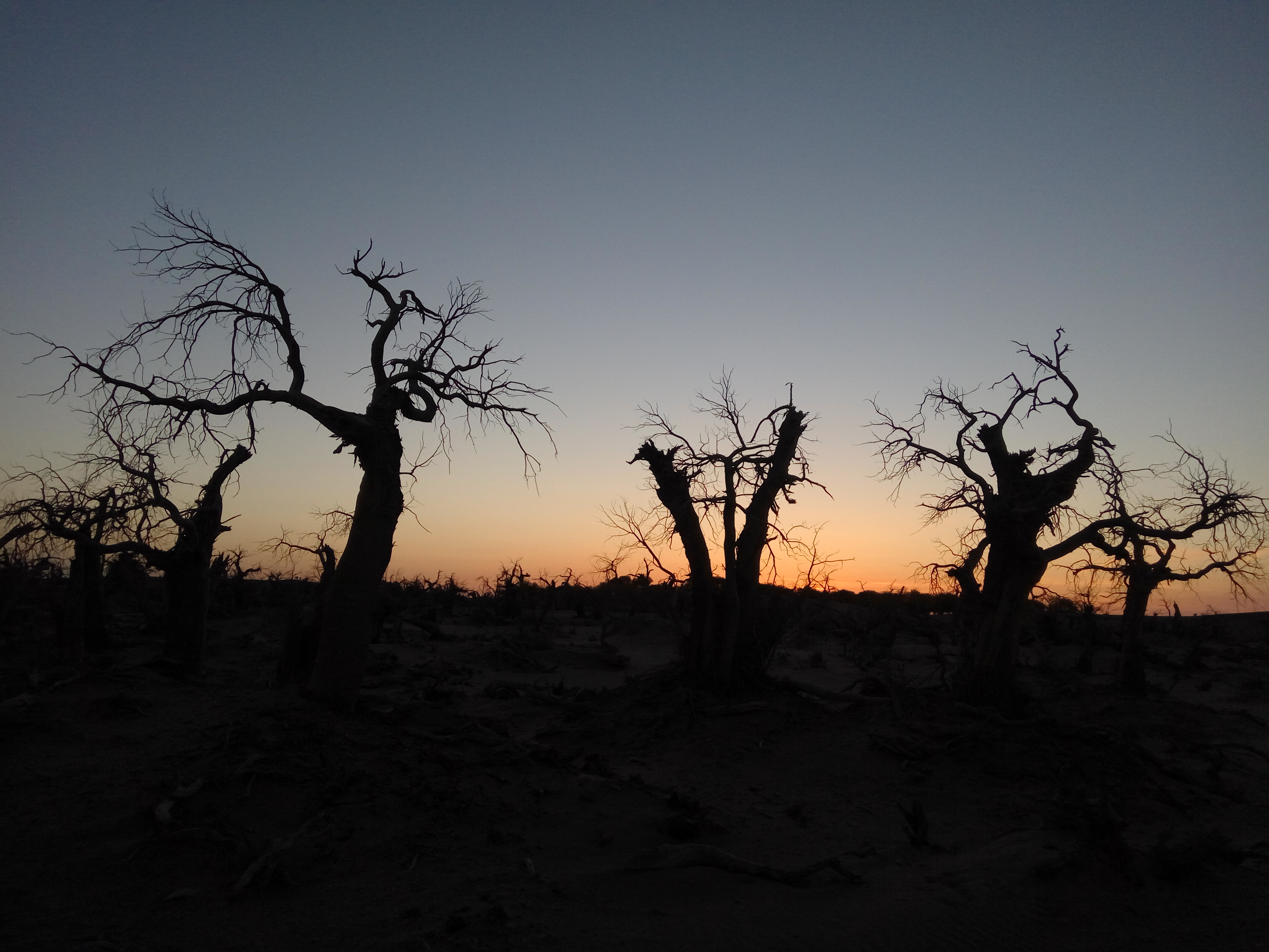 阿拉善左旗到银川飞机场怎么去?